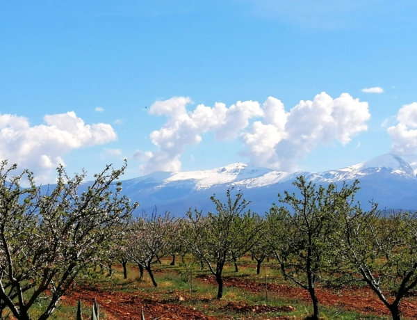 Sierra Nevada Y Almendros